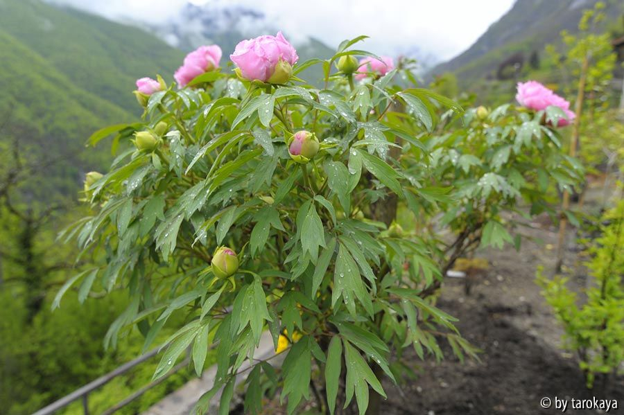 päonie alt rosa ganz