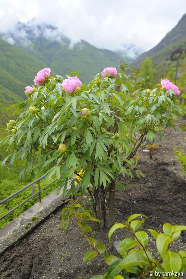 päonie alt rosa ganz13