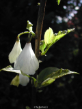 Halesia carolina - Schneeglockchenbaum