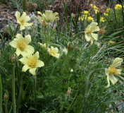 Pulsatilla albana