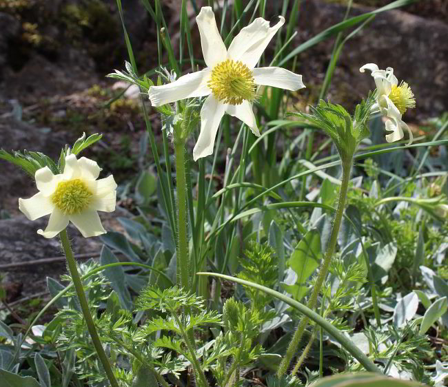 Pulsatilla albana