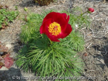 Paeonia tenuifolia May 2013