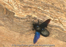 Schwarze Biene