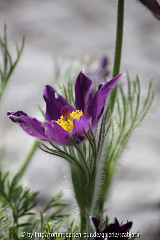 Pulsatilla vulg. Mai 2013