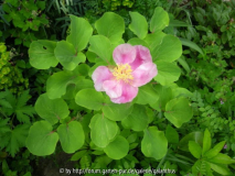 Paeonia daurica subsp. daurica 2013