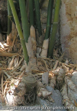 Es Serral Phyllostachys