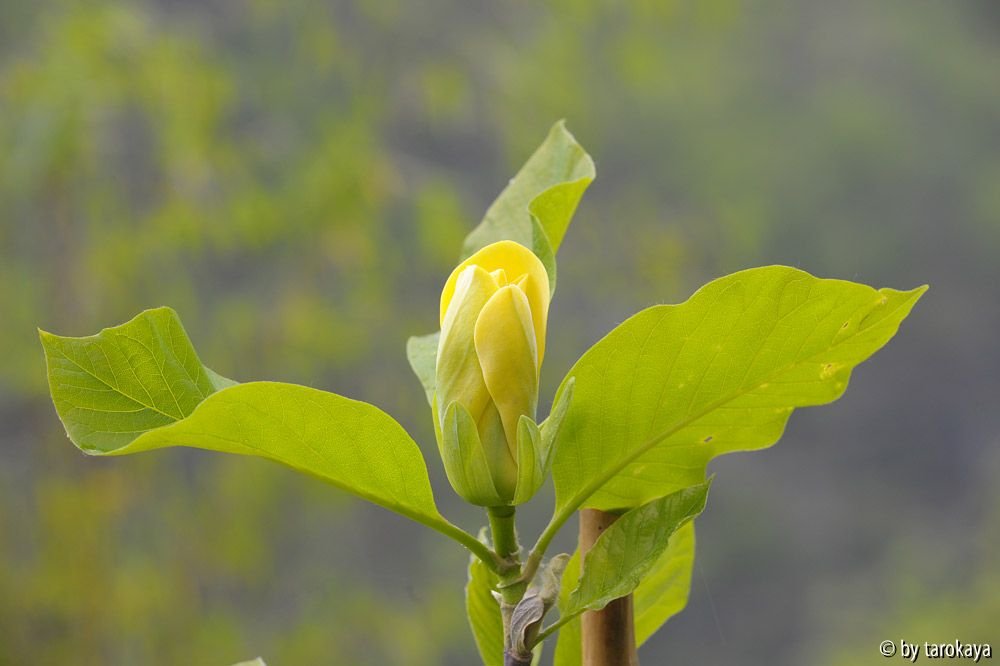 yellow bird13 2