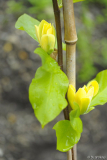 yellow bird13 3