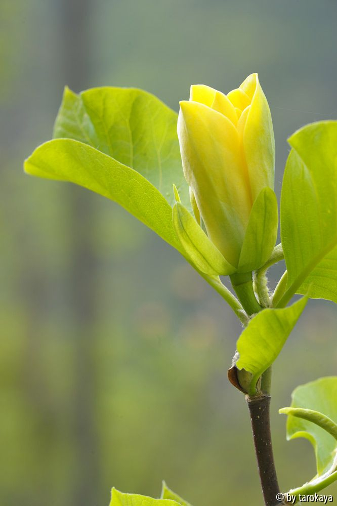 yellow bird13