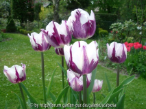 Tulpe 'Rems Favourite'