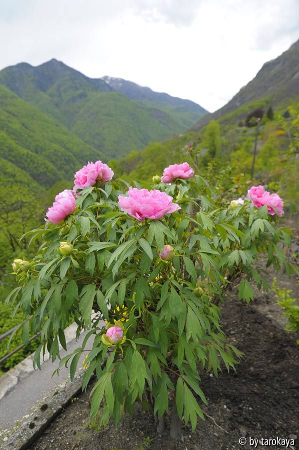 P.rosa mit blick