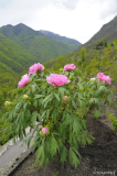 P.rosa mit blick