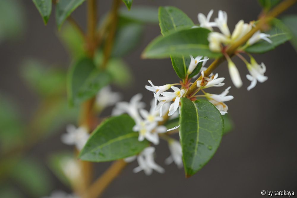 osmanthus burkwoodii