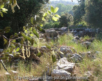 Ses Paisses Steineiche