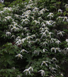 Clematis alpina ssp. tianshanica