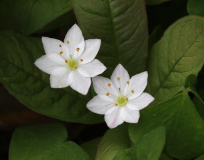 Trientalis europaea