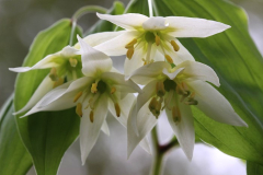 Disporum smilacinum