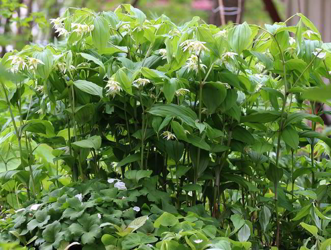 Disporum smilacinum