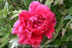 Strauchpfingstrosenblüte rot gefuellt.jp