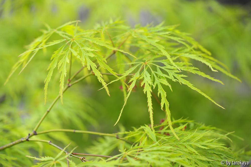 acer palm. dissectum blatt