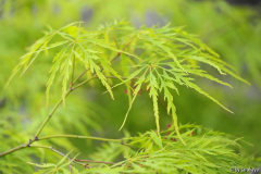acer palm. dissectum blatt