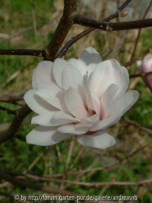 Magnolia-lennei-Alba-2_Bluete3