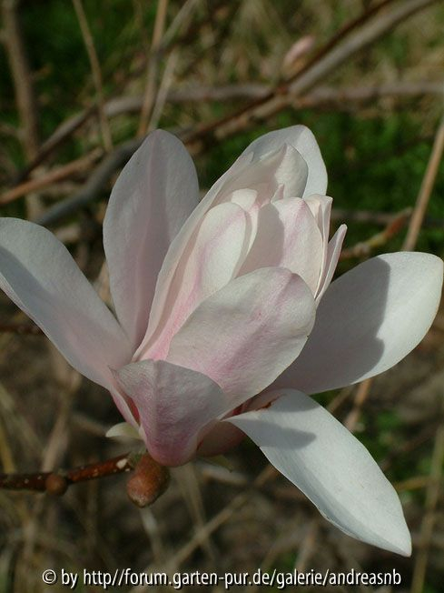Magnolia-lennei-Alba-2_Bluete2