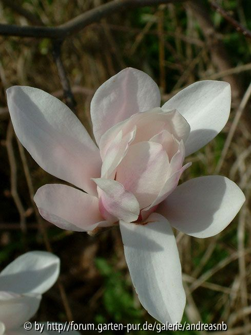 Magnolia-lennei-Alba-2_Bluete1
