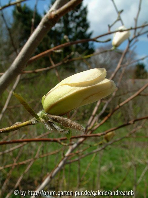 Magnolia-lennei-Alba_Knospe2