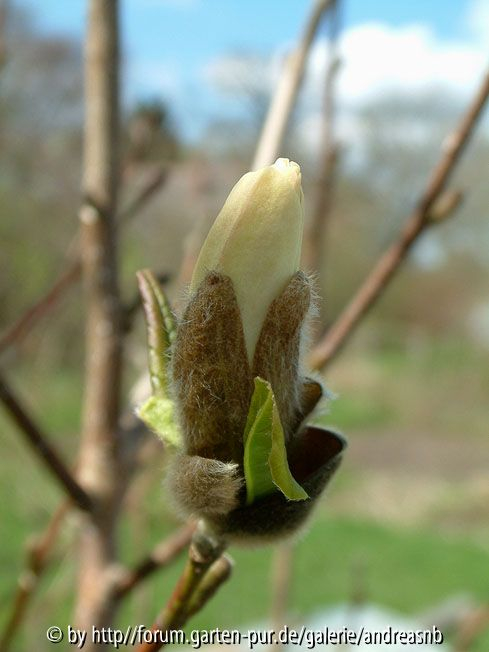 Magnolia-lennei-Alba_Knospe1