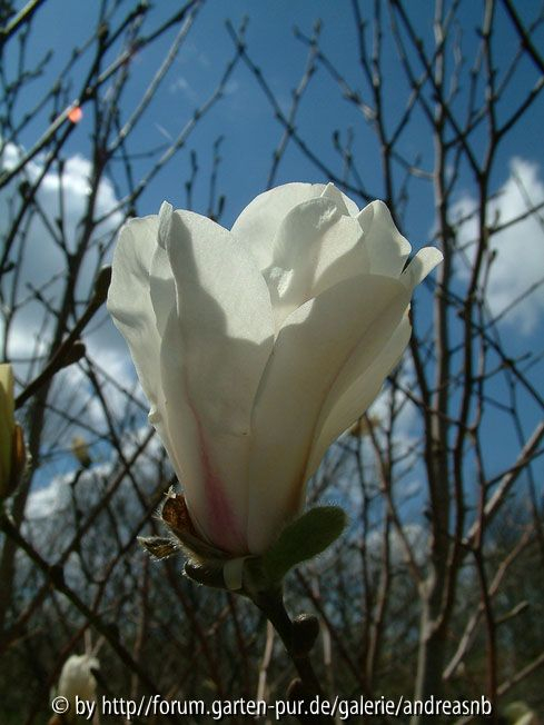 Magnolia-lennei-Alba_Bluete1