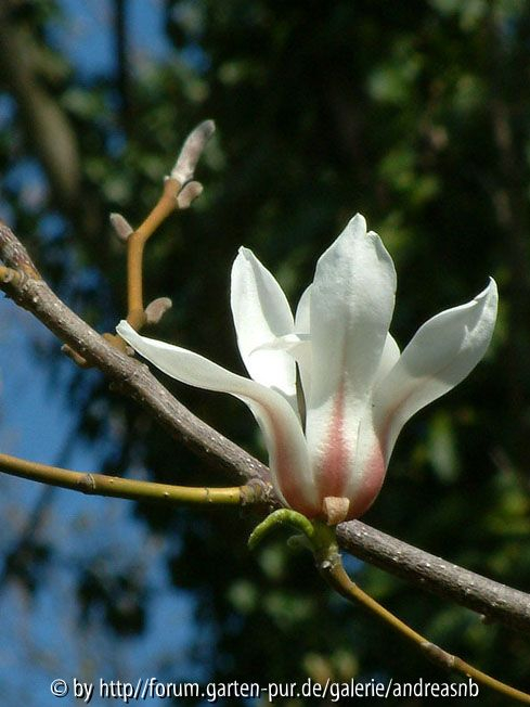 Magnolia-biondii_Einzelbluete2013