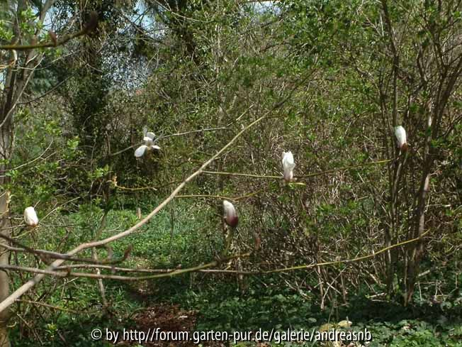 Magnolia-biondii_Ast-Bluete2013