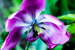 Tulipa Cultivars