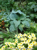 DSC02002a.JPG