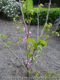 Cercis chinensis Avondale May 2013