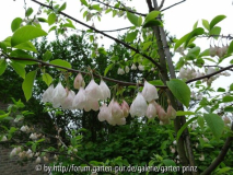 Halesia monticola May 2013