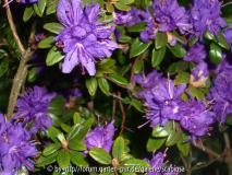Rhododendron, Mai 2013