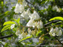 Halesia