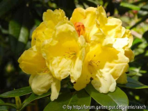 Rhodo. 'Yellow Petticoats'