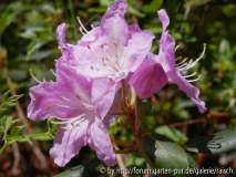 Rhodo. oreotrephes2