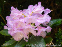 Rhodo. 'susan'