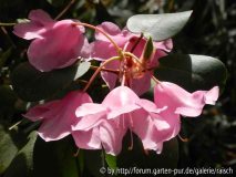Rhodo. orbiculare