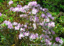 Rhodo. oreotrephes