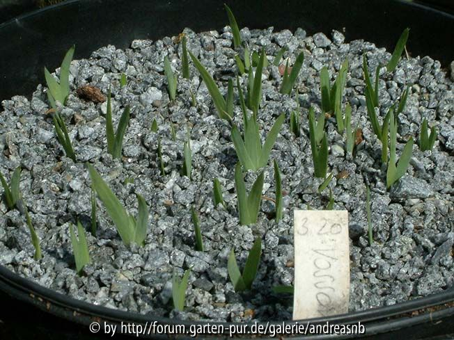 Iris-Saemlinge2013