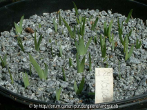 Iris-Saemlinge2013