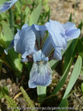 Iris-nana-himmelblau2013