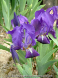 Iris-Cyanea