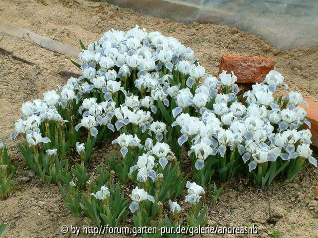 Iris-Alpine-Lake