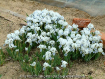 Iris-Alpine-Lake